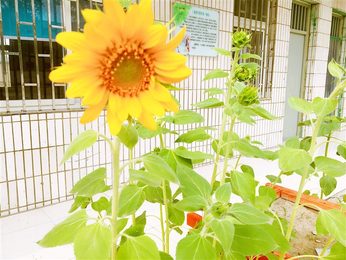 植物种植记录 22163431298.jpg