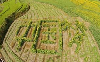 一农民种植了1小麦gdp_小麦简笔画