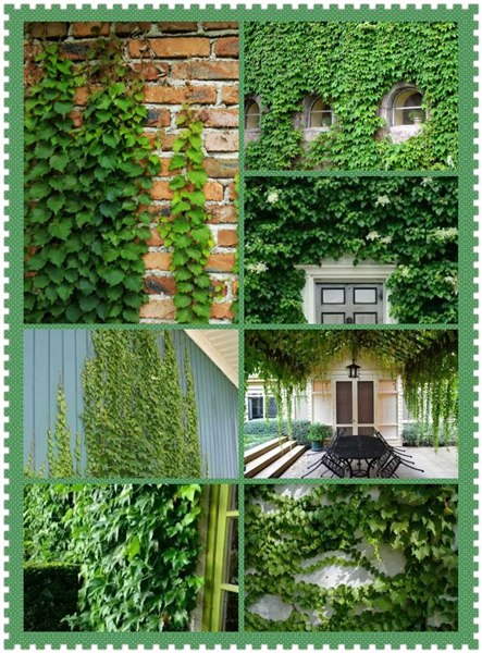 爬墙虎的叶子怎么画 14135815626.jpg