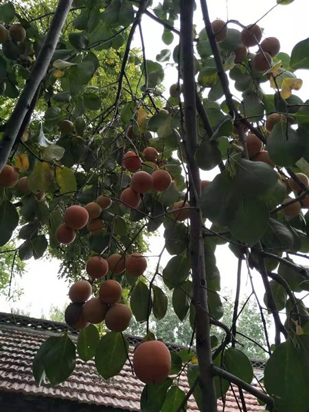 地瓜什么时间收 15193633695.jpg